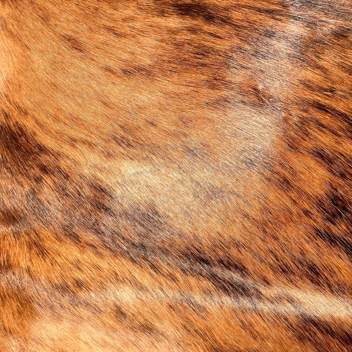 Brindle gestreifte echte Kuhfellteppich XL