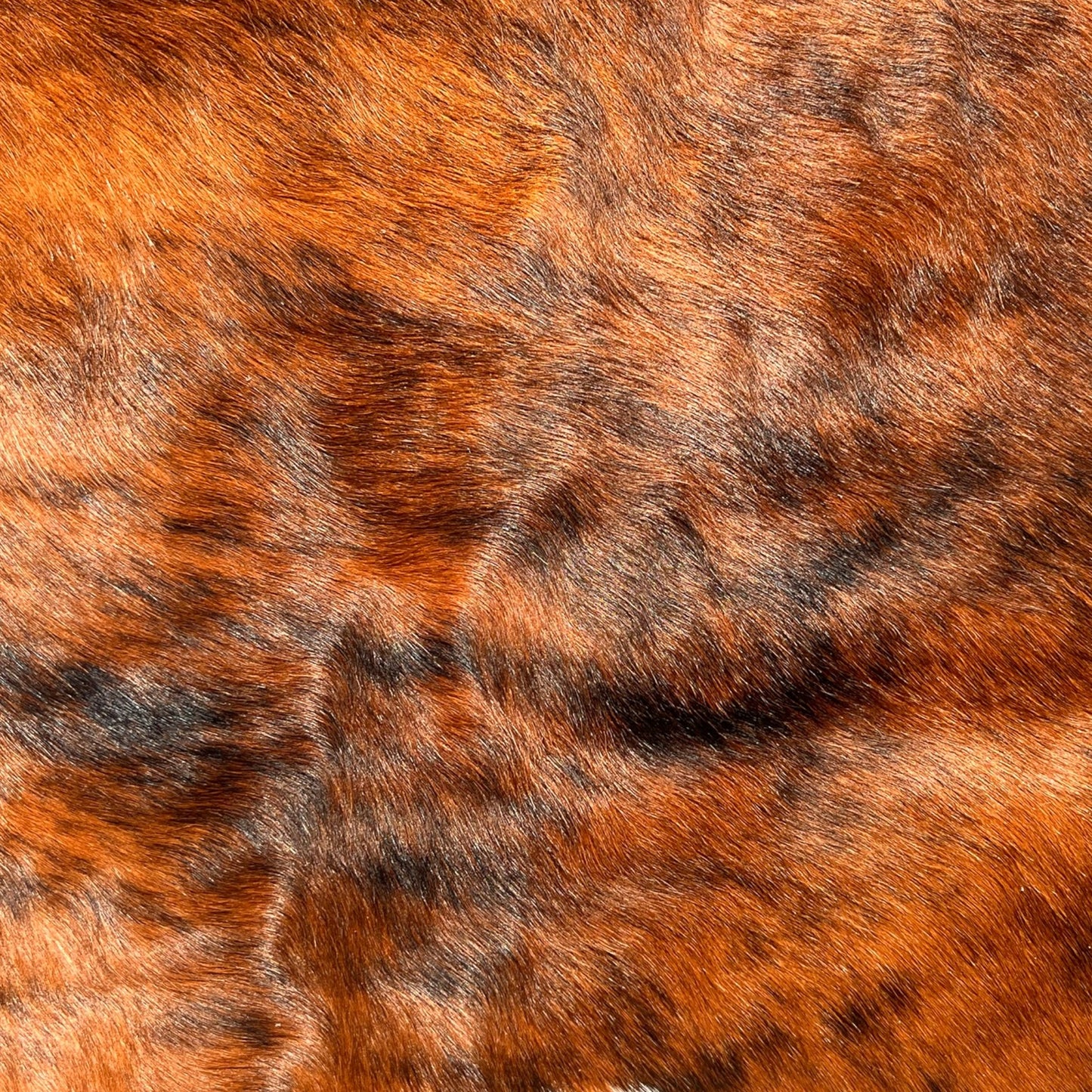 Brindle gestreifte echte Kuhfellteppich XL