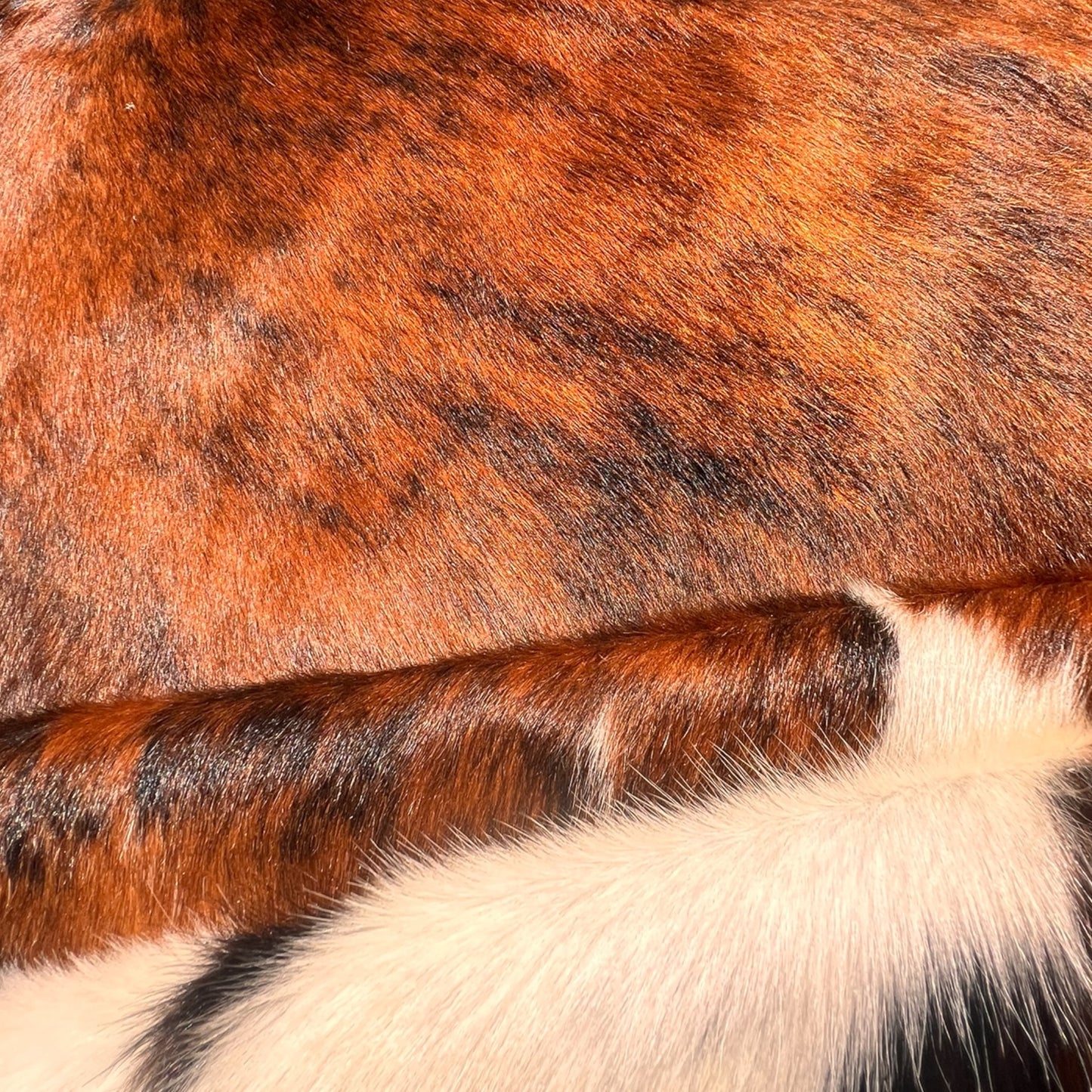 Brindle gestreifte echte Kuhfellteppich XL